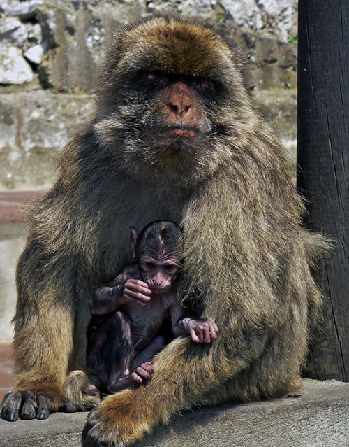 Mature Female Barbary Ape with Infant